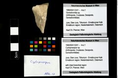 Foto (Objekt + Etikett) von Cycloprosopon sp.  (NHMW-GEO-1990-0041-3241)